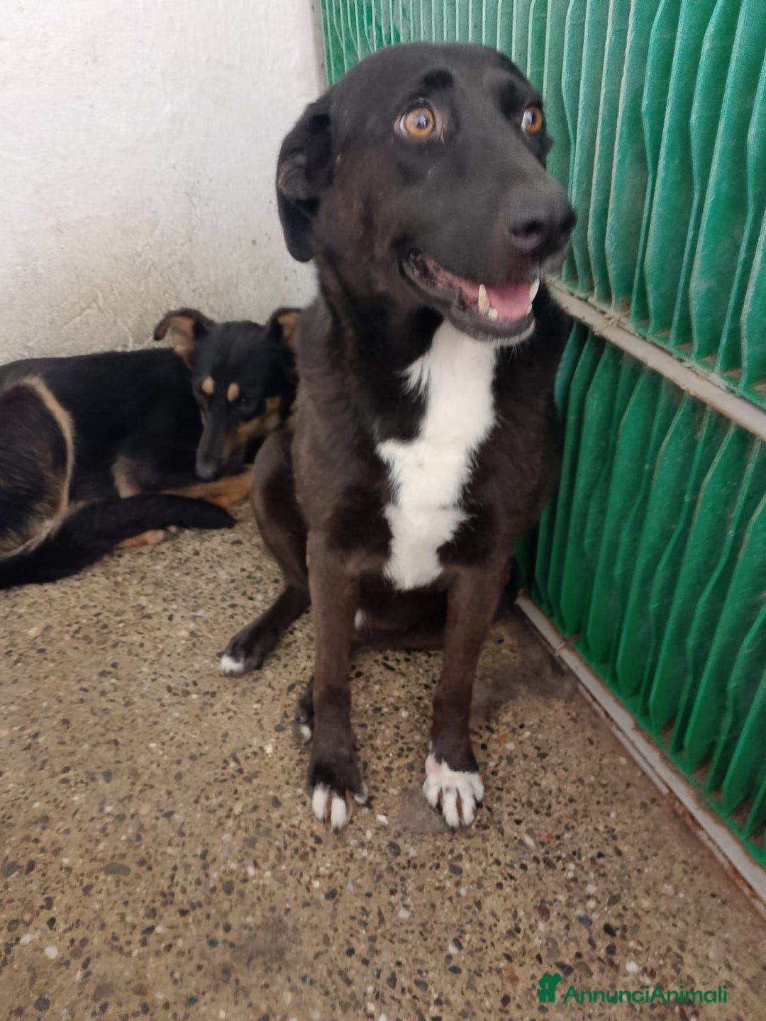 Meticcio cani in regalo: SIMONA - Annuncio 1