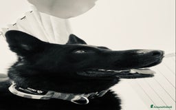 Pastore Tedesco cani per accoppiamento: Cerco pastore tedesco femmina X accoppiamento  a Provincia di Matera - Immagine 1