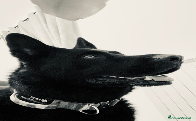 Pastore Tedesco cani a Provincia di Matera - Annuncio 2