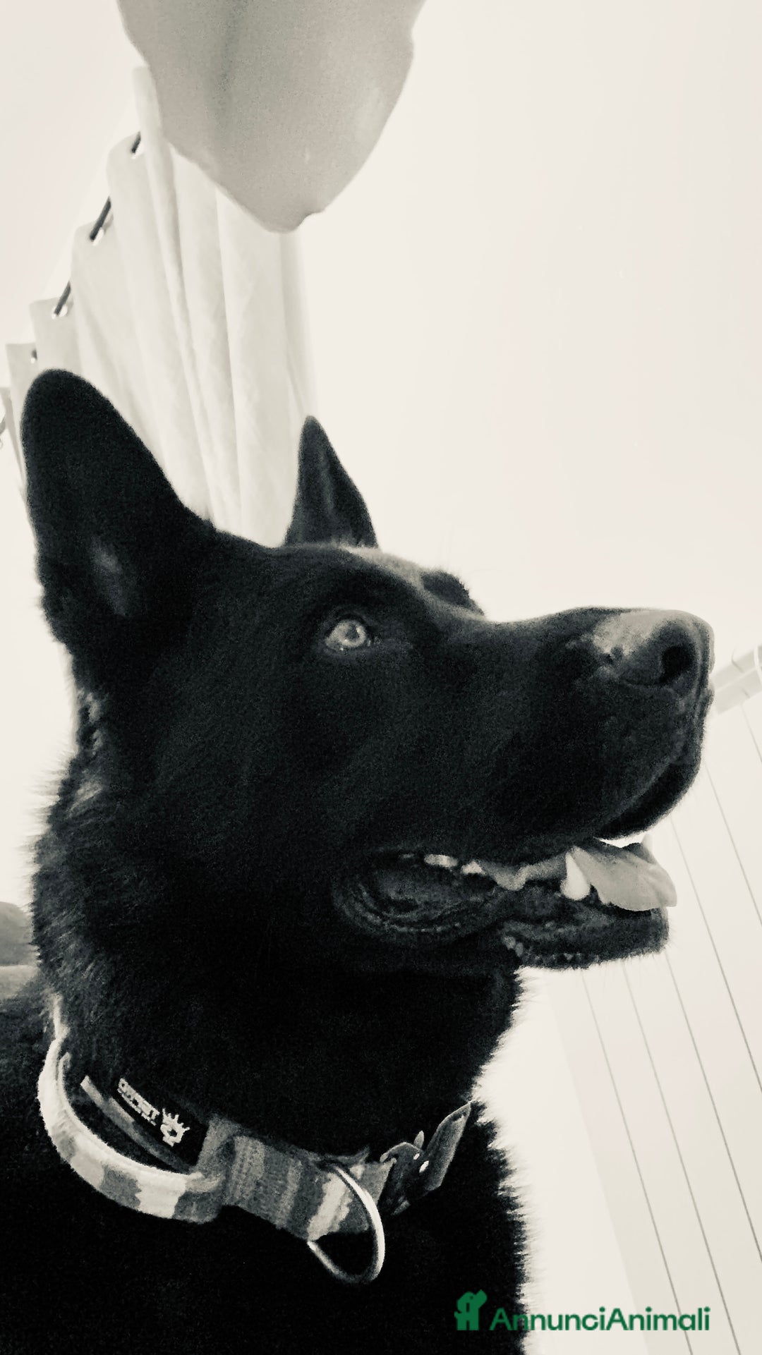 Pastore Tedesco cani per accoppiamento: Cerco pastore tedesco femmina X accoppiamento  a Provincia di Matera - Immagine 1