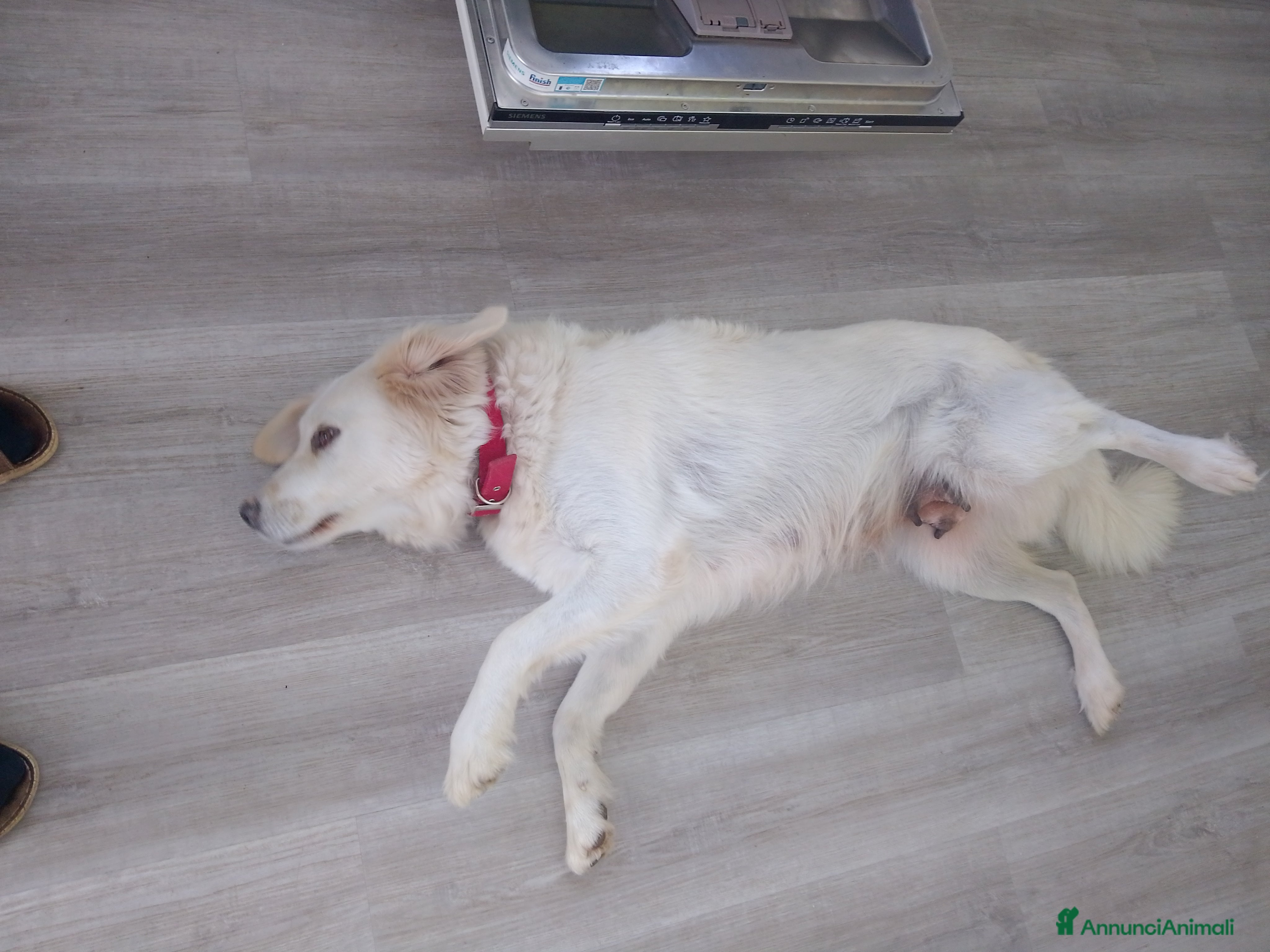 Pastore Maremmano cani Cuccioli Maremmano - Annuncio 1