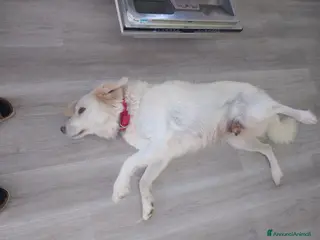 Pastore Maremmano cani Cuccioli Maremmano - Annuncio 2