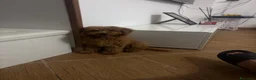 Barboncino cani in vendita: Barboncino Nano cucciolo - Annuncio 2