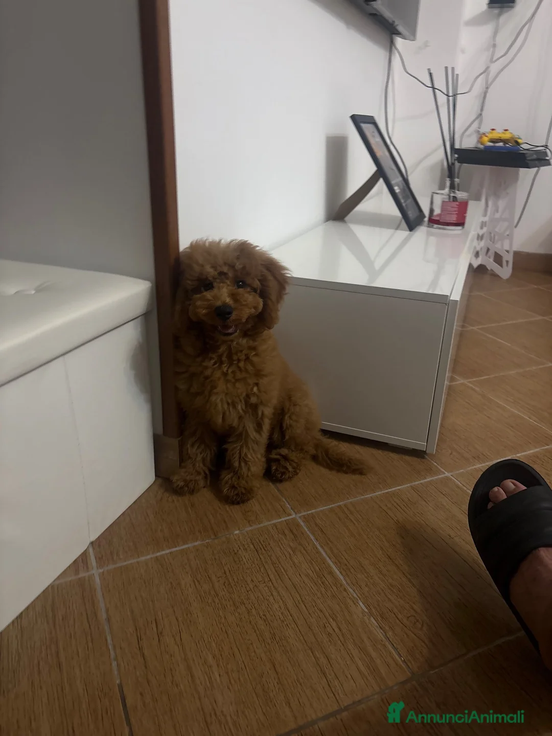 Barboncino cani in vendita: Barboncino Nano cucciolo - Annuncio 2