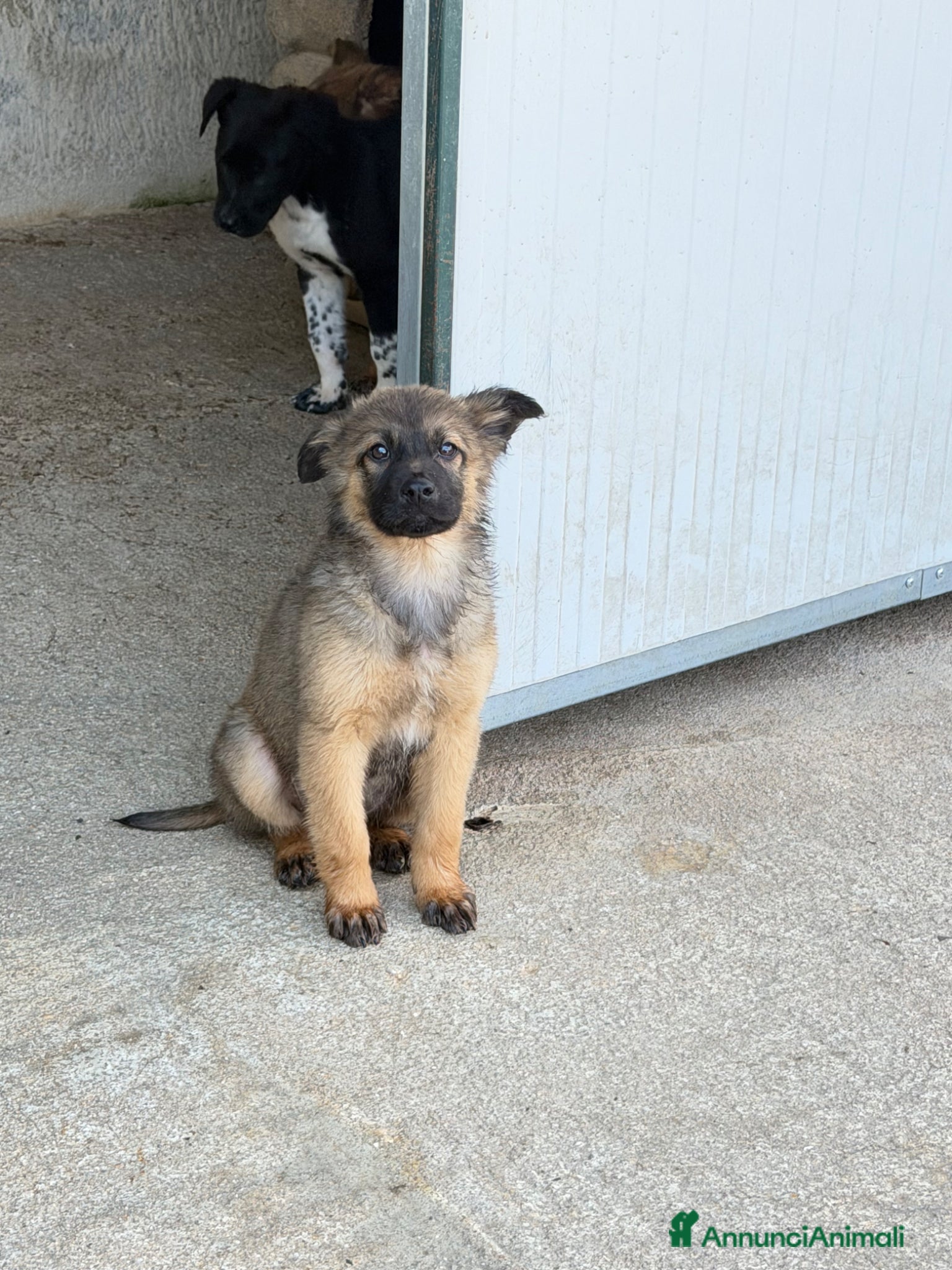 Meticcio cani Diana - Annuncio 4
