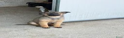 Meticcio cani in regalo: Diana a Provincia di Reggio Emilia - Annuncio 1