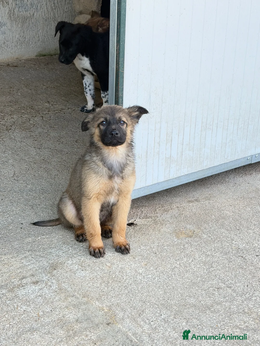 Meticcio cani in regalo: Diana a Provincia di Reggio Emilia - Annuncio 1