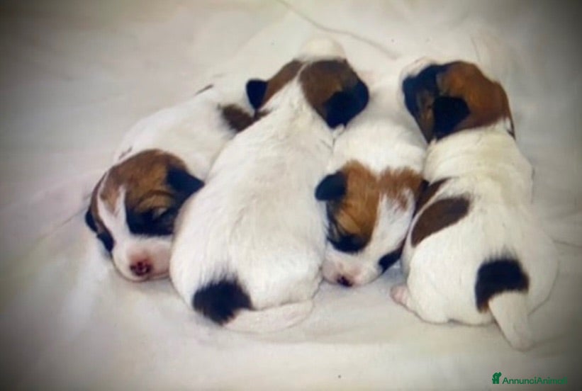 Jack Russell cani in vendita: Cuccioli Jack Russell Terrier - Annuncio 1