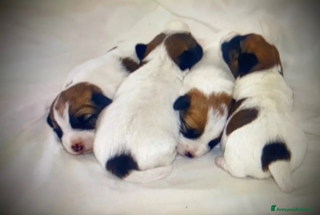 Jack Russell cani in vendita: Cuccioli Jack Russell Terrier - Annuncio 1