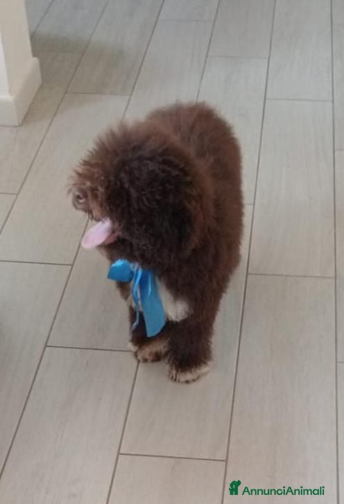 Lagotto cani Lagotto Romagnolo  - Annuncio 1