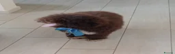 Lagotto cani in vendita: Lagotto Romagnolo  a Provincia di Lecce - Annuncio 1