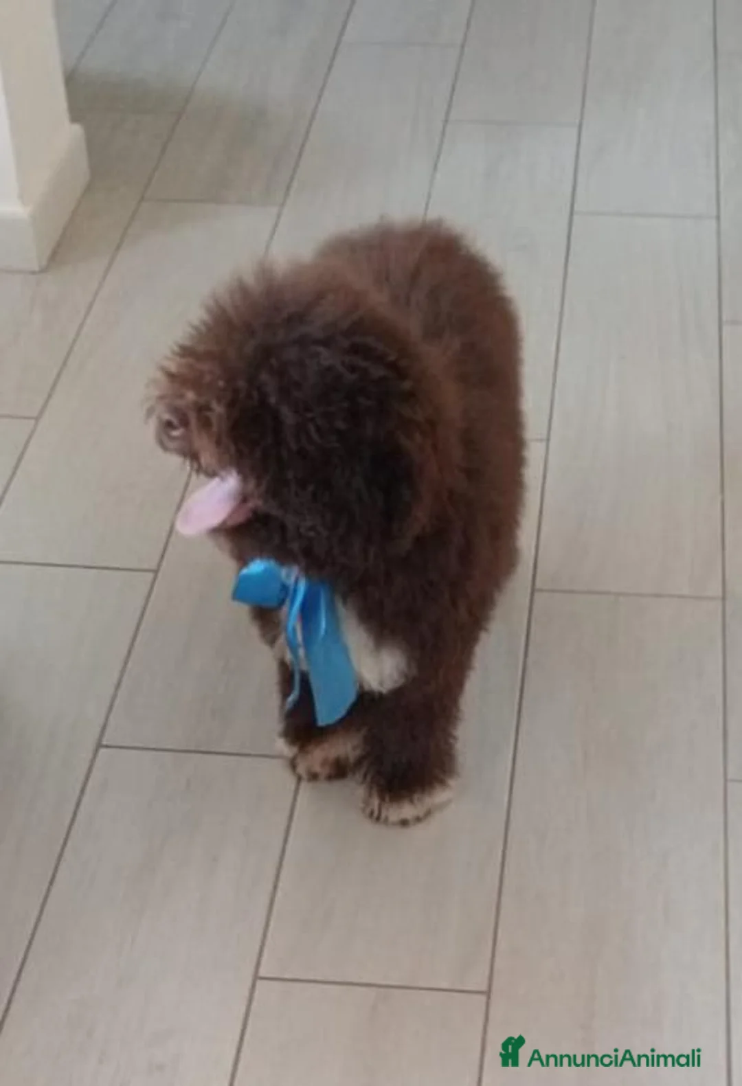 Lagotto cani in vendita: Lagotto Romagnolo  a Provincia di Lecce - Annuncio 1