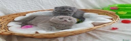 Scottish gatti in vendita: Scottish fold  - Annuncio 3