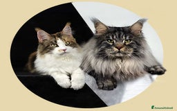 Maine Coon gatti in vendita: Cucciole di Maine Coon cercano casa a Città Metropolitana di Torino - Immagine 1