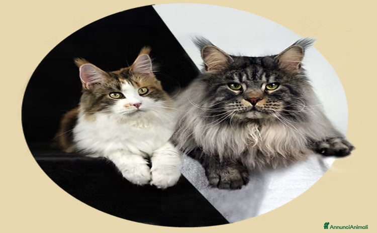 Maine Coon gatti a Città Metropolitana di Torino - Annuncio 14