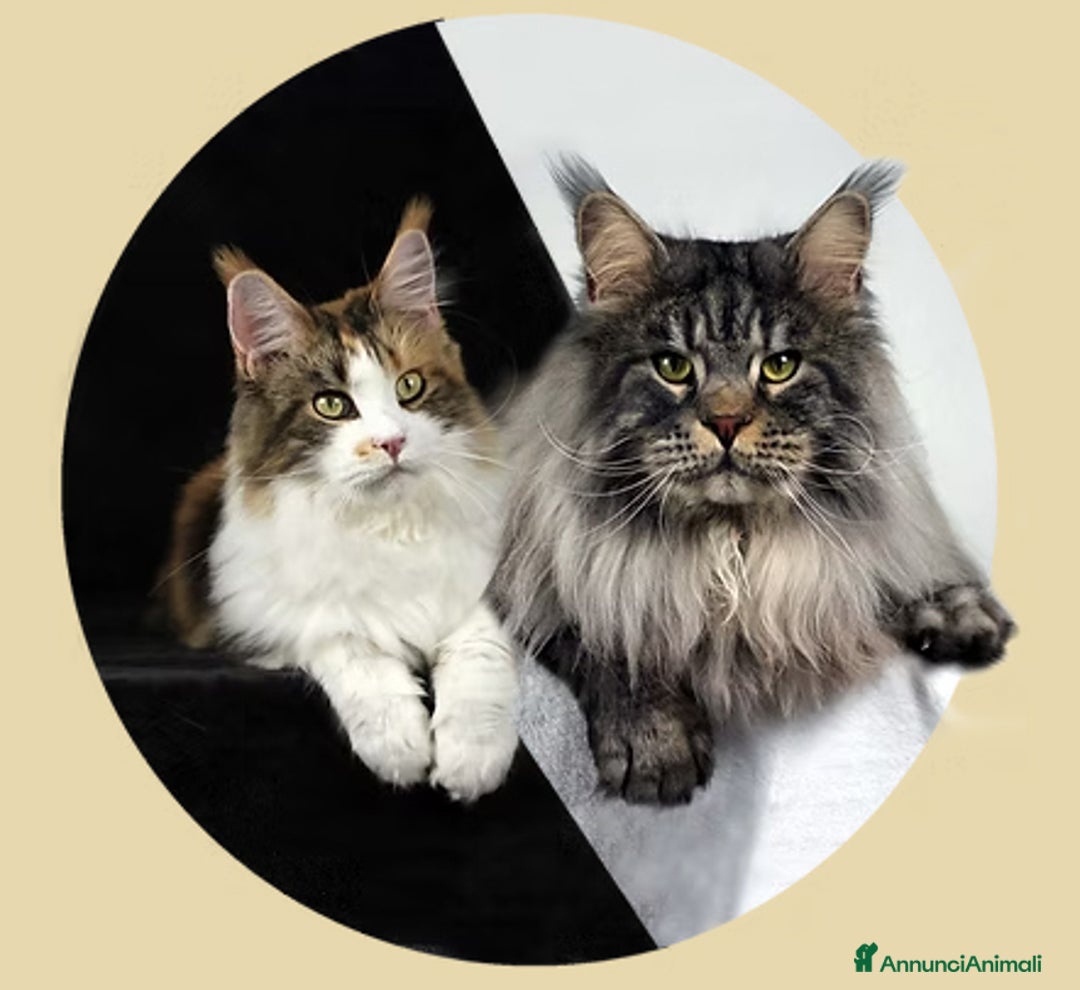 Maine Coon gatti in vendita: Cucciole di Maine Coon cercano casa a Città Metropolitana di Torino - Immagine 1