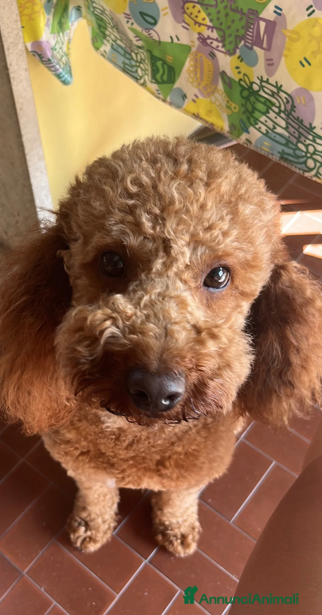 Barboncino cani per accoppiamento: Cerco femminuccia per lucky!! a Provincia di Cuneo - Annuncio 5