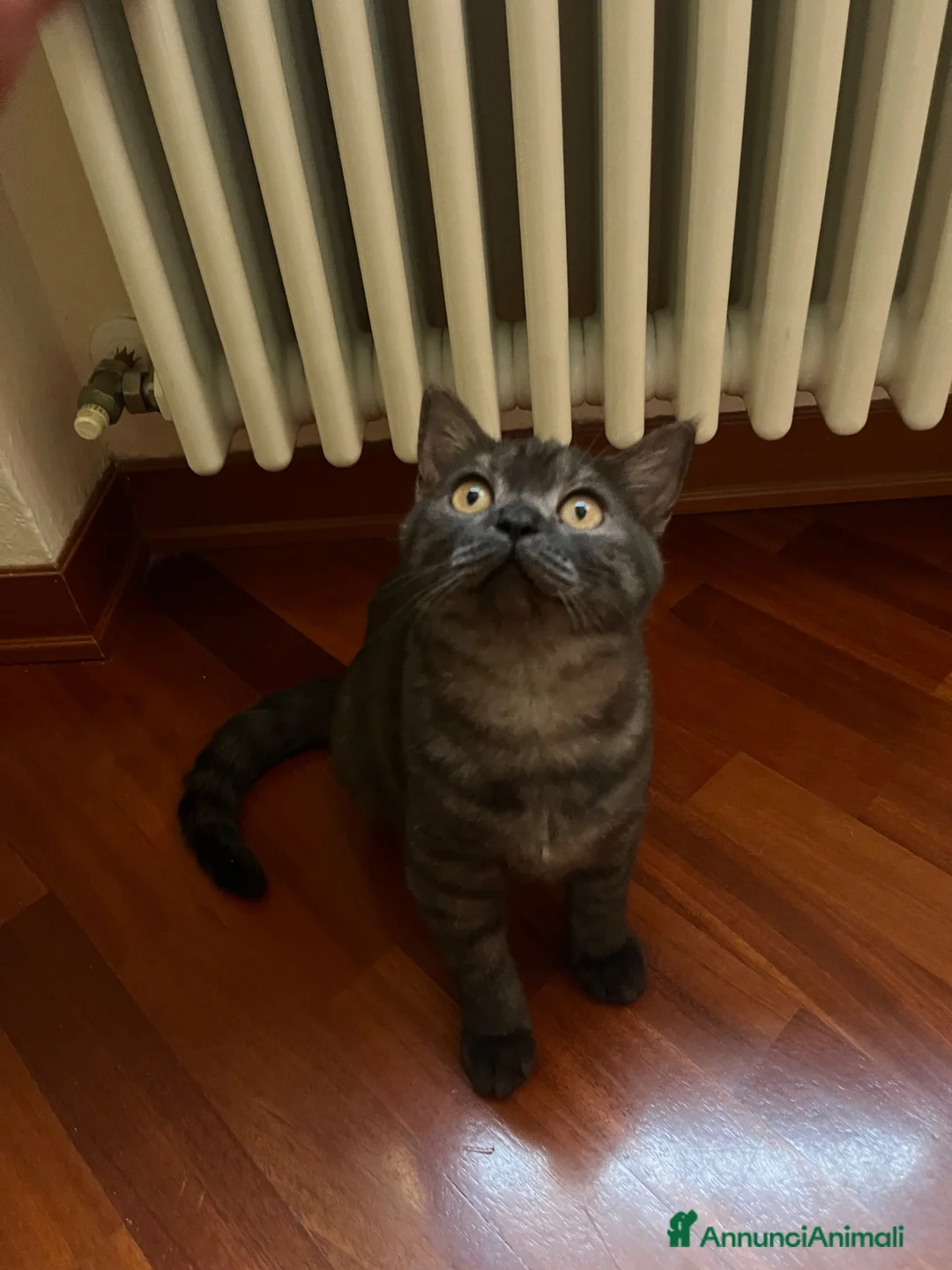 Scottish gatti in vendita: cucciola di scottish straigh+kit - Annuncio 2