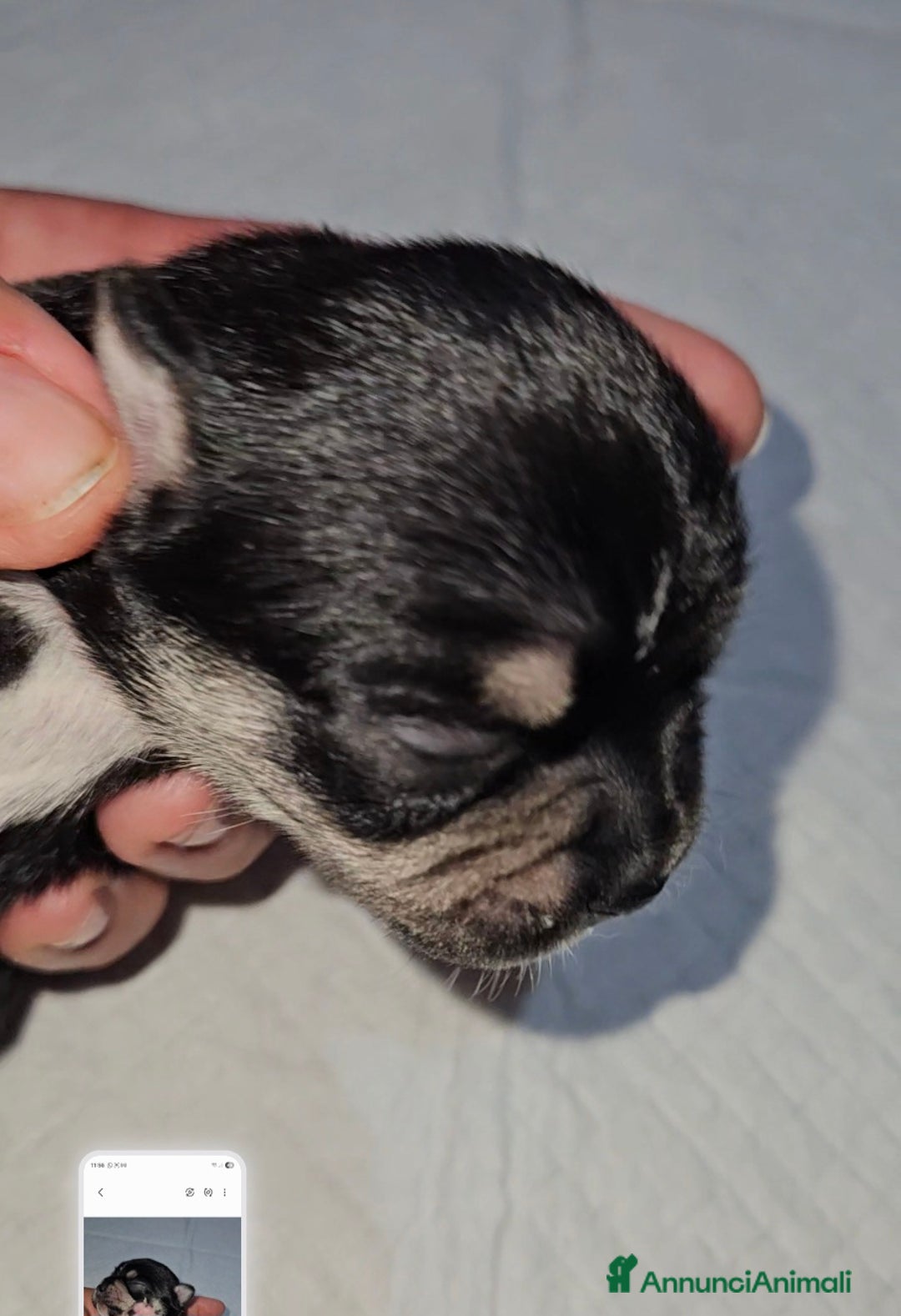 Chihuahua cani in vendita: Chihuahua pedigree Enci  - Annuncio 2