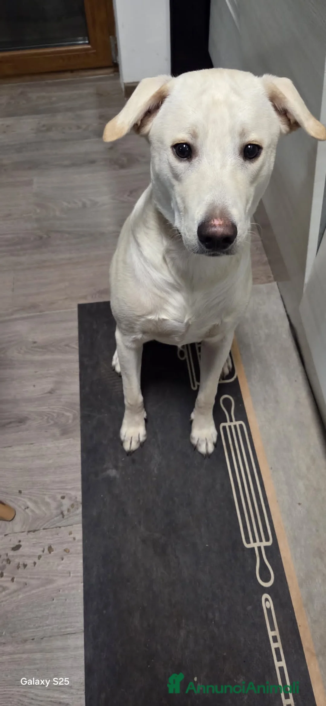 Altre razze cani in regalo: GINKO  - Annuncio 3