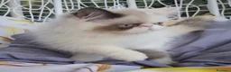 Persiano gatti in vendita: Femmina di persiano  - Annuncio 2