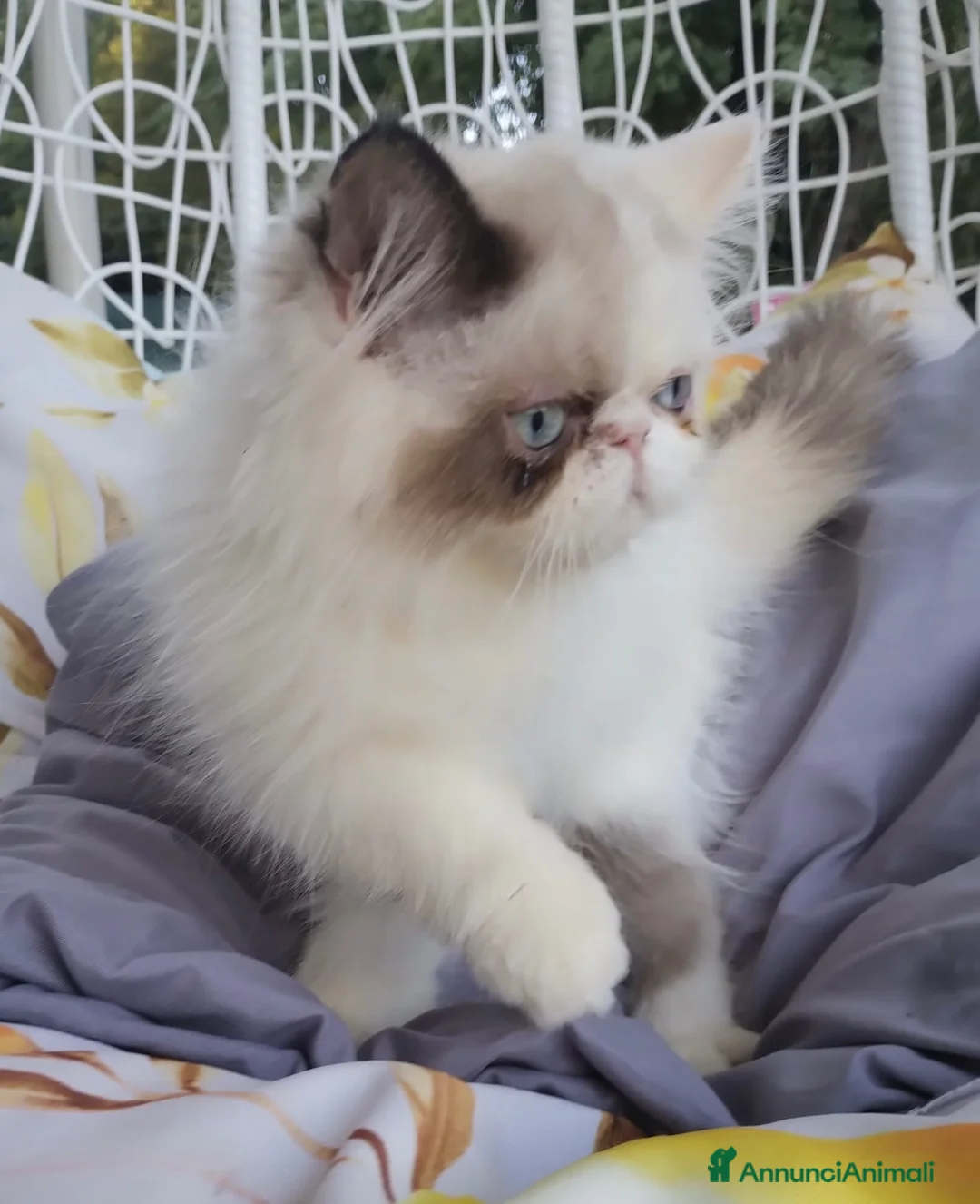 Persiano gatti in vendita: Femmina di persiano  - Annuncio 2