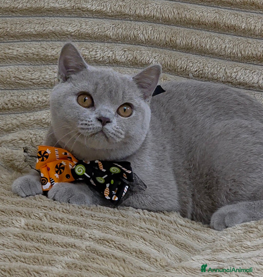 British gatti in vendita: British shorthair pedigree  - Annuncio 11