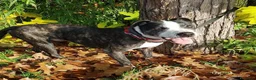 Meticcio cani in regalo: Zeus: nonnino molossino dolce socievole  - Annuncio 11