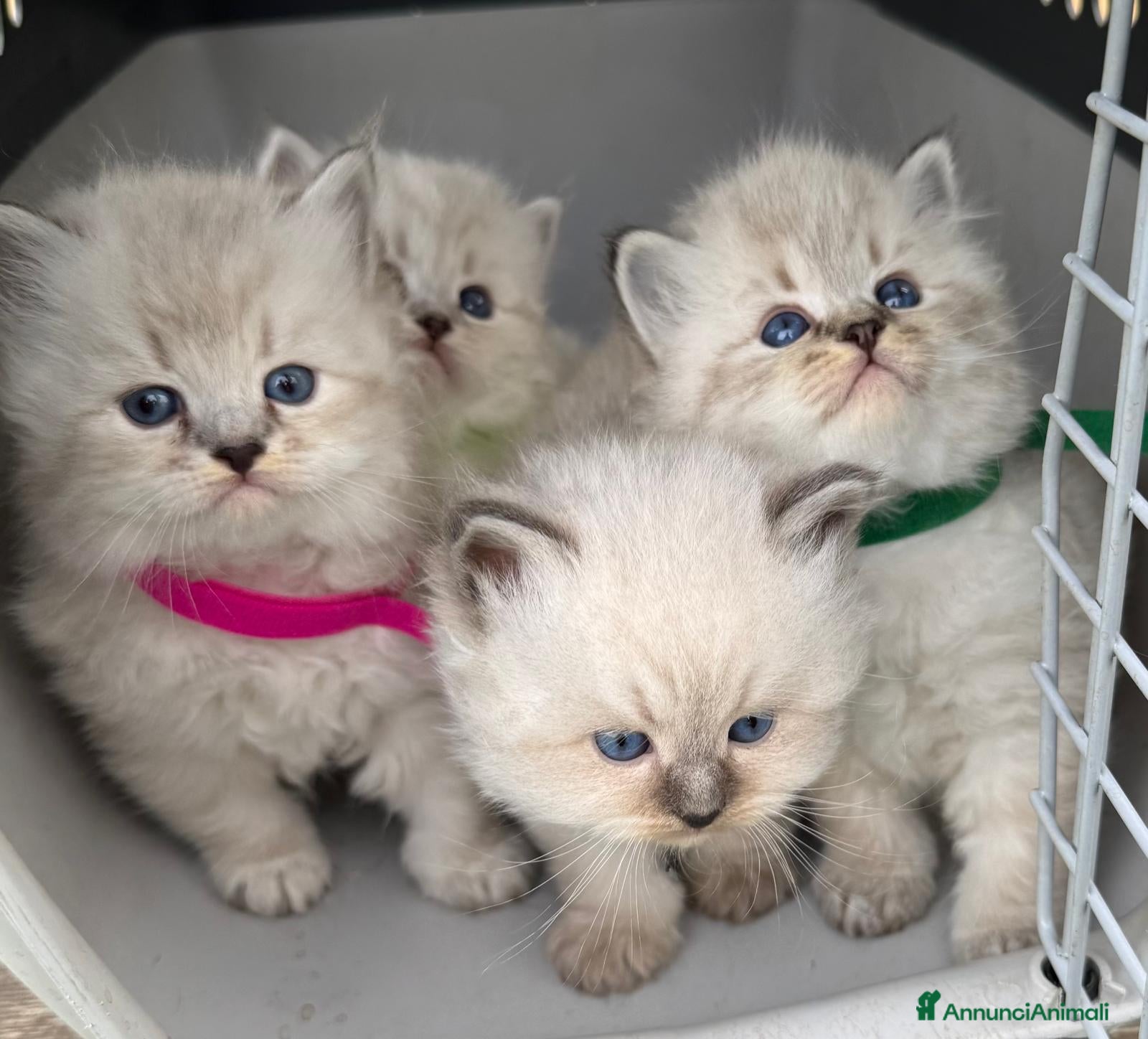 Siberiano gatti Siberiani Neva Masquerade  - Annuncio 15
