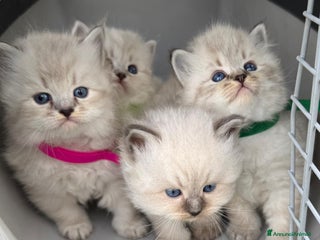 Siberiano gatti Siberiani Neva Masquerade - Annuncio 18