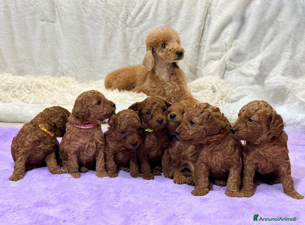 Barboncino Toy cani Cuccioli di barboncino Toy rosso asiatico Toy barb - Annuncio 12