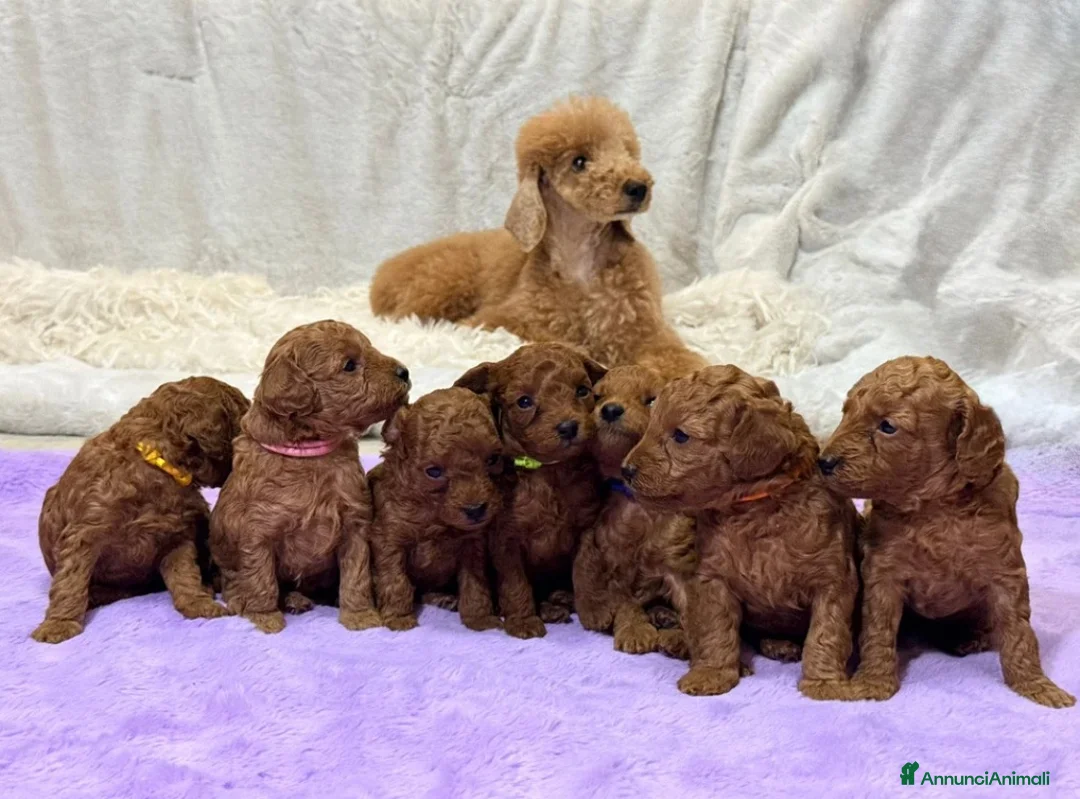 Barboncino Toy cani in vendita: Cuccioli di barboncino Toy rosso asiatico Toy barb - Annuncio 1