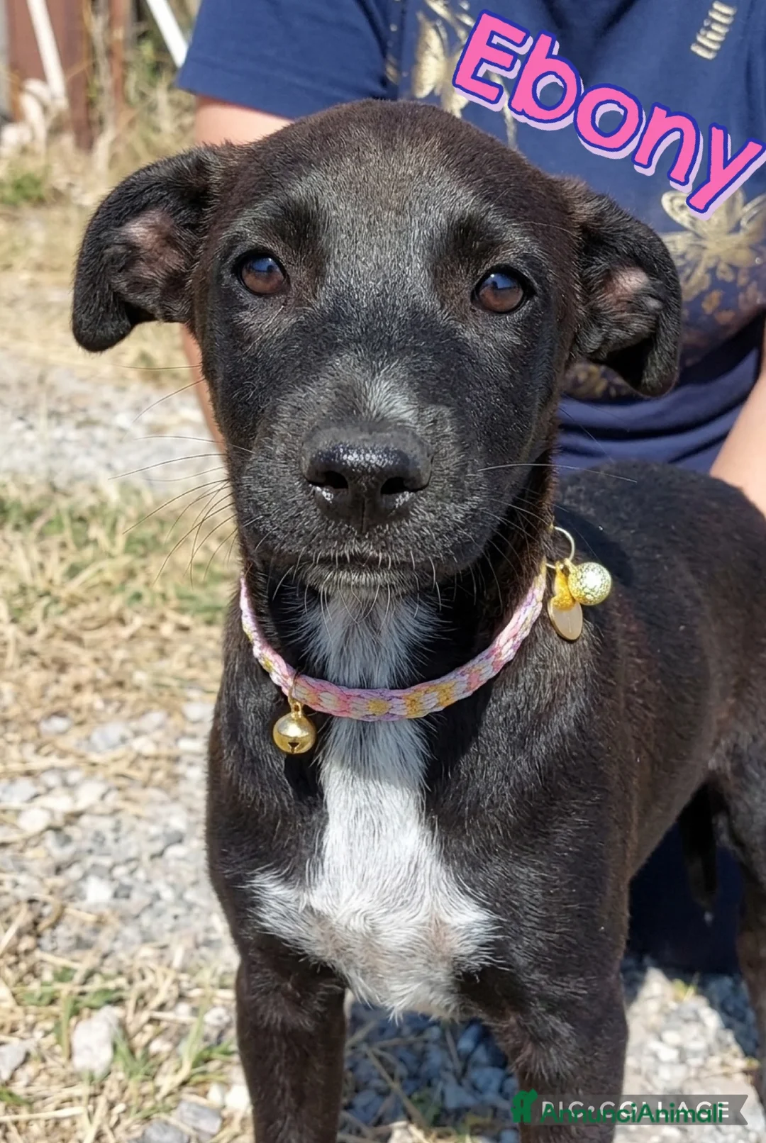 Meticcio cani in regalo: Ebony - Annuncio 1
