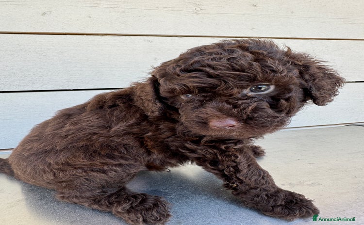 Barboncino cani a Provincia di Asti - Annuncio 10