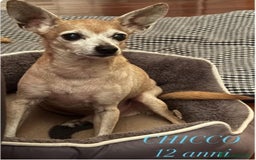 Pinscher Miniatura cani in regalo: Pinscher 12anni kg3 ASPETTA NUOVA CASA.MILANO a Città metropolitana di Milano - Immagine 3