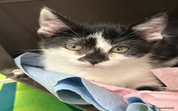 Europeo gatti in regalo: Due dolcezze di sorelle ❤️ - Immagine 1