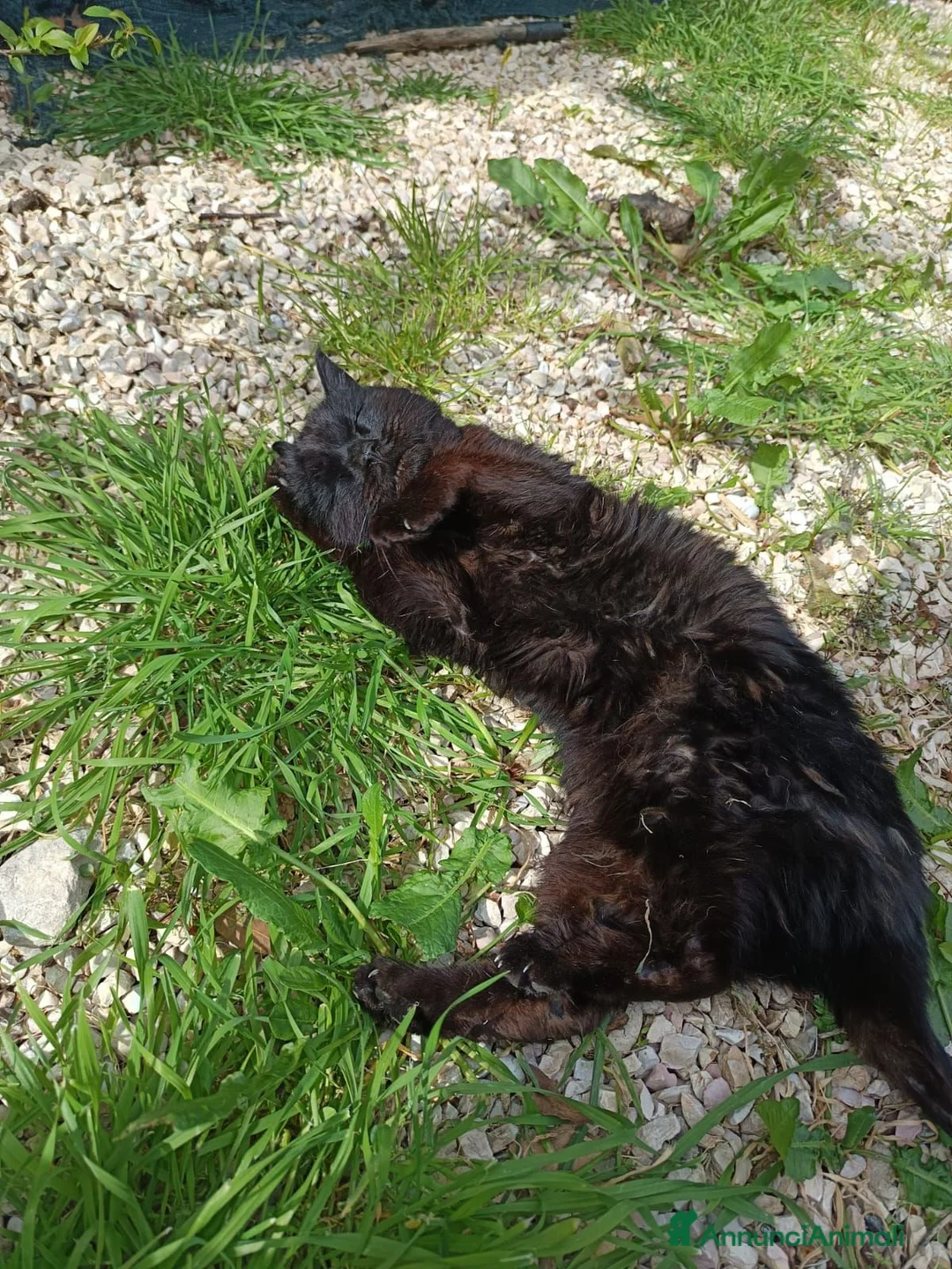 Europeo gatti in regalo: Gatto nero adulto buono - Annuncio 1