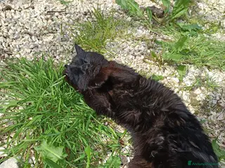 Europeo gatti Gatto nero adulto buono - Annuncio 34