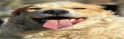 Meticcio cani in regalo: QUINCY HA BISOGNO DI UNA SVOLTA ALLA SUA VITA - Annuncio 2