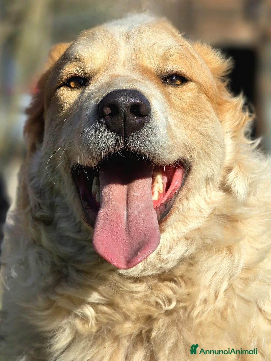 Meticcio cani in regalo: QUINCY HA BISOGNO DI UNA SVOLTA ALLA SUA VITA - Annuncio 2