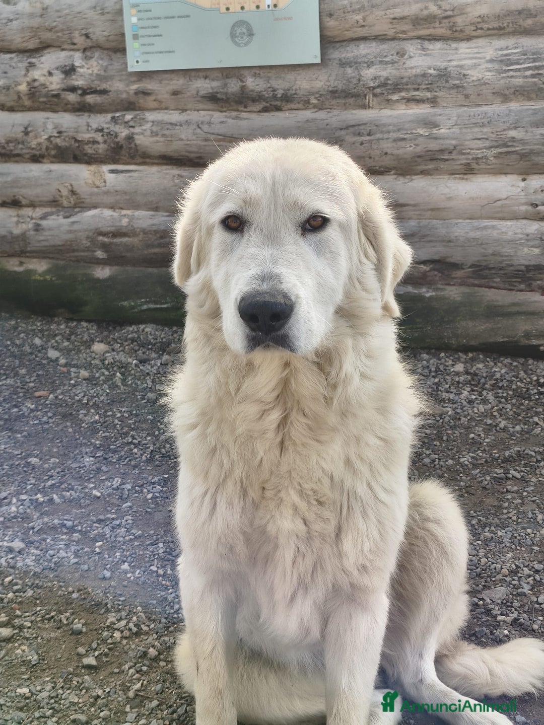 Meticcio cani in regalo: Maeve - Annuncio 2