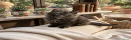 Siberiano gatti in vendita: Ultima meravigliosa cucciola disponibile  - Annuncio 2