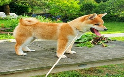 Shiba Inu cani in vendita: Shiba inu cuccioli  a Province of Pavia - Immagine 5