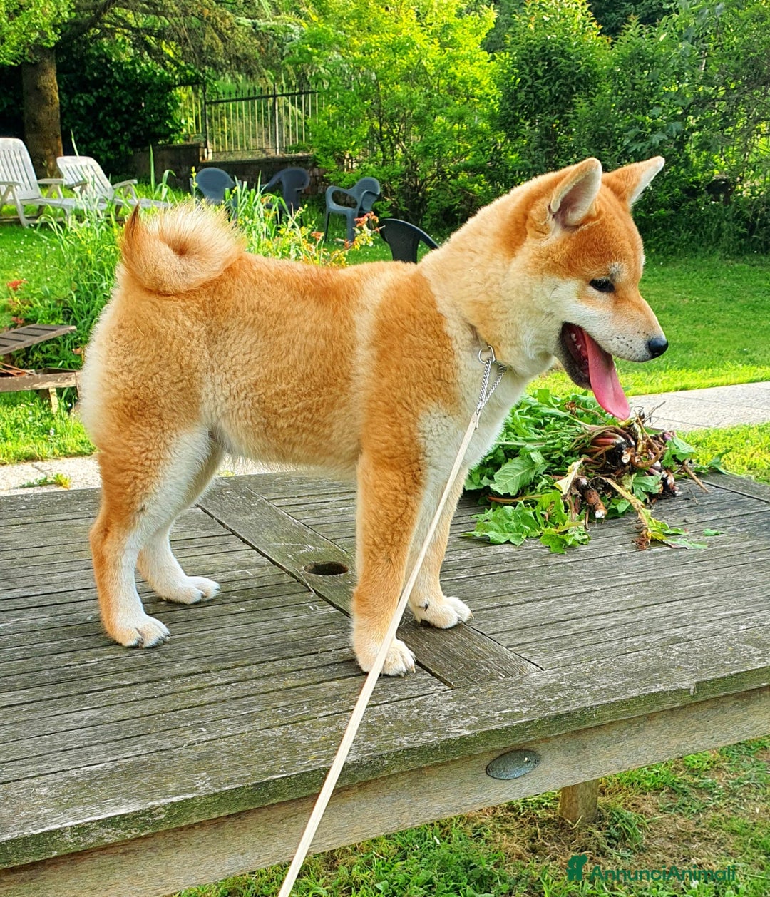 Shiba Inu cani in vendita: Shiba inu cuccioli  a Province of Pavia - Immagine 5