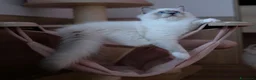 Ragdoll gatti in vendita: Bellissimi cuccioli di ragdoll - Annuncio 6