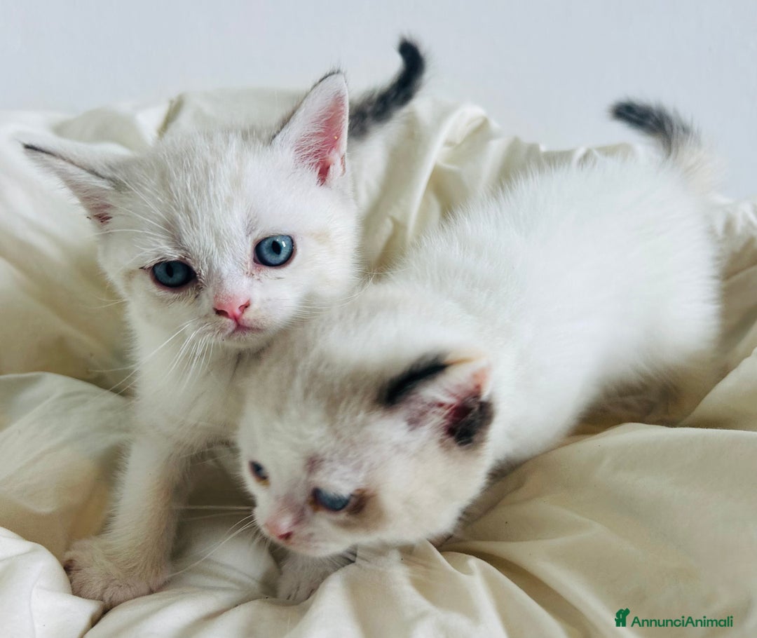 British gatti in vendita: 🐾 Cuccioli British Shorthair 🐾  a Provincia di Padova - Immagine 7