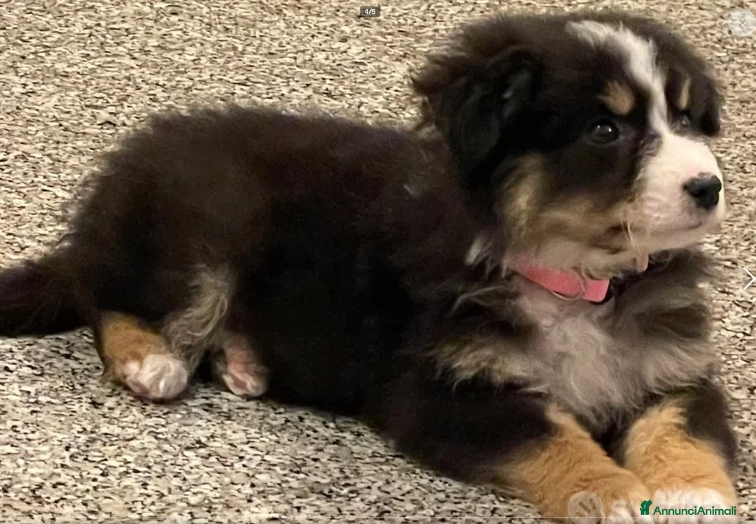 Border Collie cani in vendita: Cucciola border collie - Annuncio 5