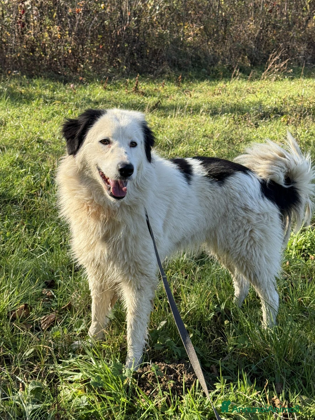 Meticcio cani in regalo: DAPHNE, raggio di sole in canile! - Annuncio 6