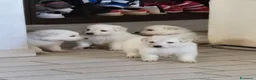 Pastore Svizzero cani in vendita: Cuccioli pastore svizzero bianco - Annuncio 6