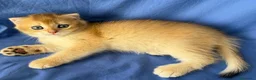 Scottish gatti in vendita: Splendidi cuccioli Scottish Fold e Straight - Annuncio 36